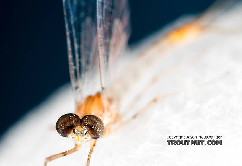 Male Epeorus albertae (Pink Lady) Mayfly Spinner from the North Fork Stillaguamish River in Washington