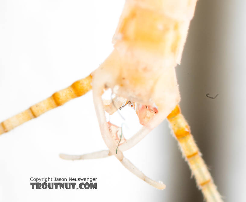 Ventral view  Male Epeorus albertae (Pink Lady) Mayfly Spinner from the North Fork Stillaguamish River in Washington