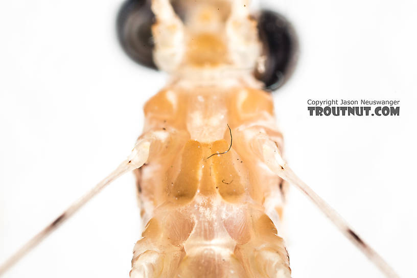 Male Epeorus albertae (Pink Lady) Mayfly Spinner from the North Fork Stillaguamish River in Washington