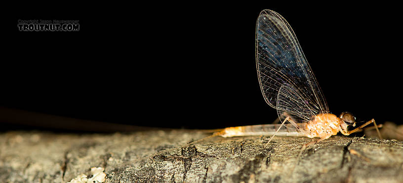 Male Epeorus albertae (Pink Lady) Mayfly Spinner from the North Fork Stillaguamish River in Washington