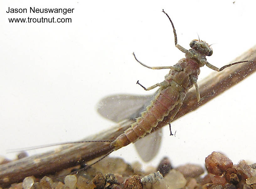 Male Ephemerella subvaria (Hendrickson) Mayfly Dun from the Namekagon River in Wisconsin