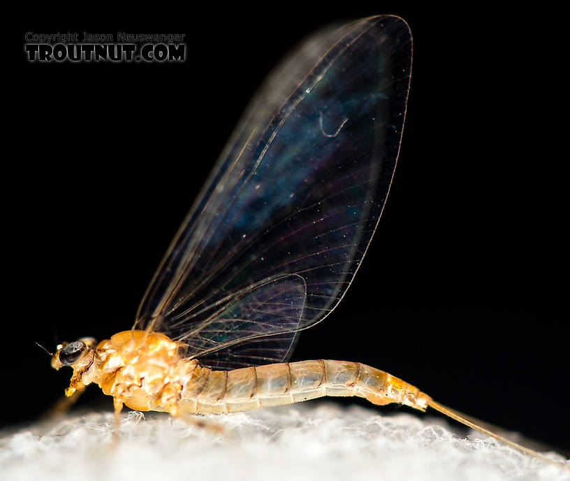 Female Epeorus albertae (Pink Lady) Mayfly Spinner from the North Fork Stillaguamish River in Washington