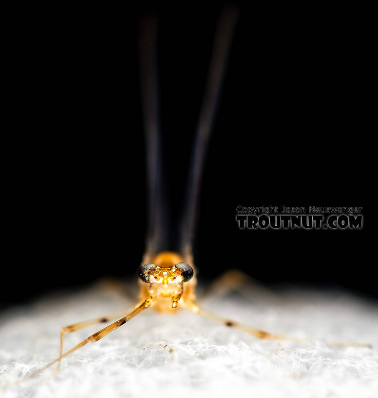 Female Epeorus albertae (Pink Lady) Mayfly Spinner from the North Fork Stillaguamish River in Washington