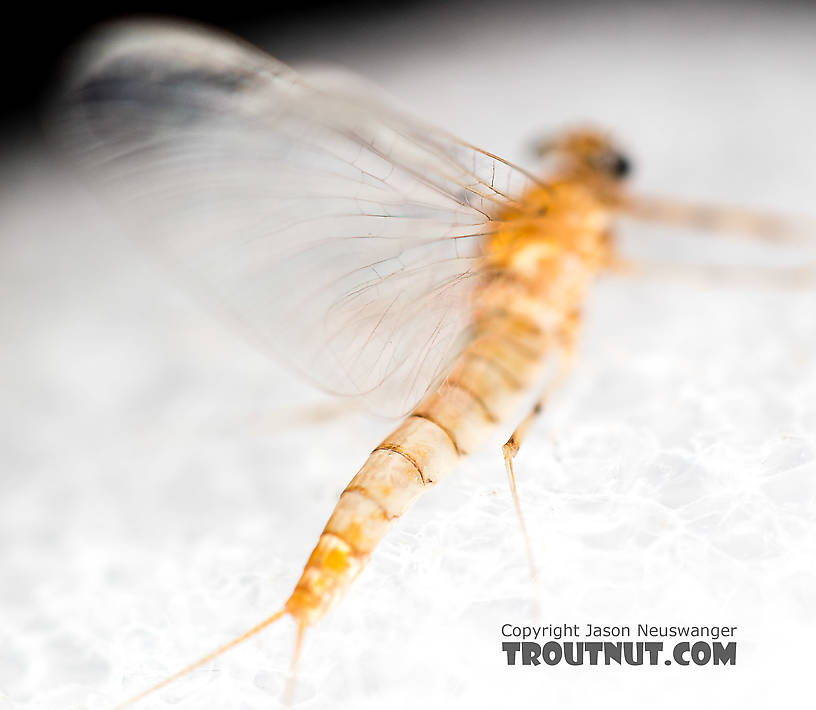 Female Epeorus albertae (Pink Lady) Mayfly Spinner from the North Fork Stillaguamish River in Washington