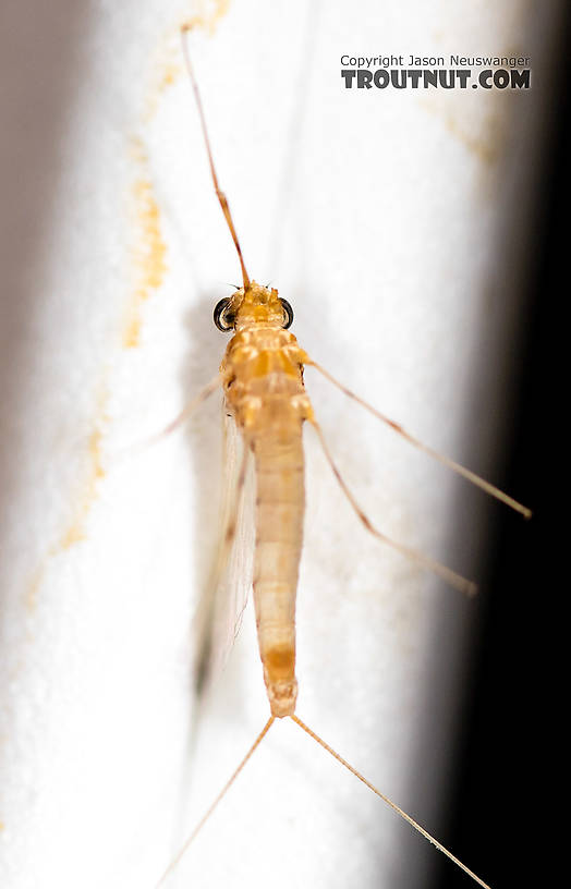 Female Epeorus albertae (Pink Lady) Mayfly Spinner from the North Fork Stillaguamish River in Washington