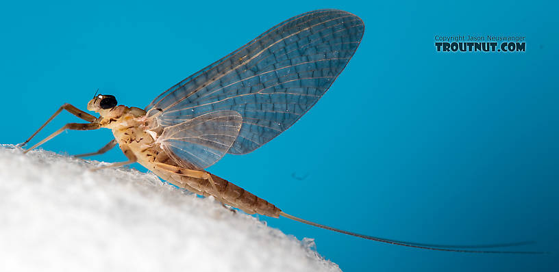 Female Epeorus albertae (Pink Lady) Mayfly Dun from the North Fork Stillaguamish River in Washington