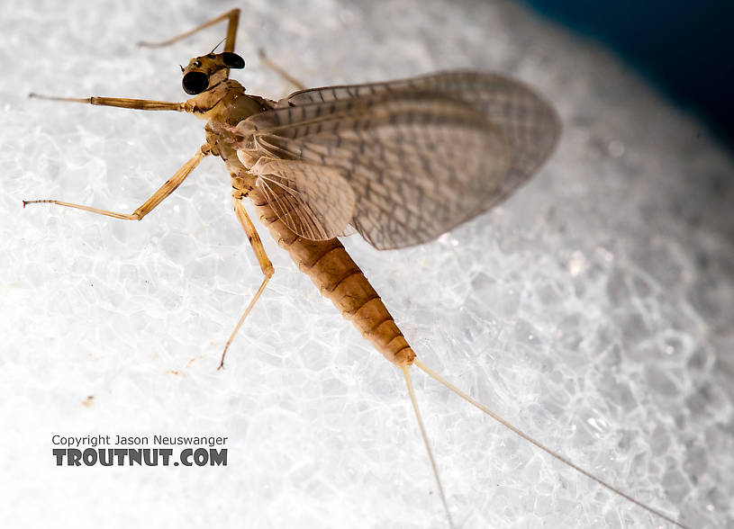 Female Epeorus albertae (Pink Lady) Mayfly Dun from the North Fork Stillaguamish River in Washington