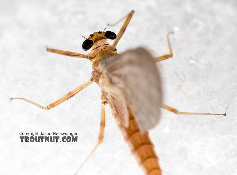 Female Epeorus albertae (Pink Lady) Mayfly Dun from the North Fork Stillaguamish River in Washington