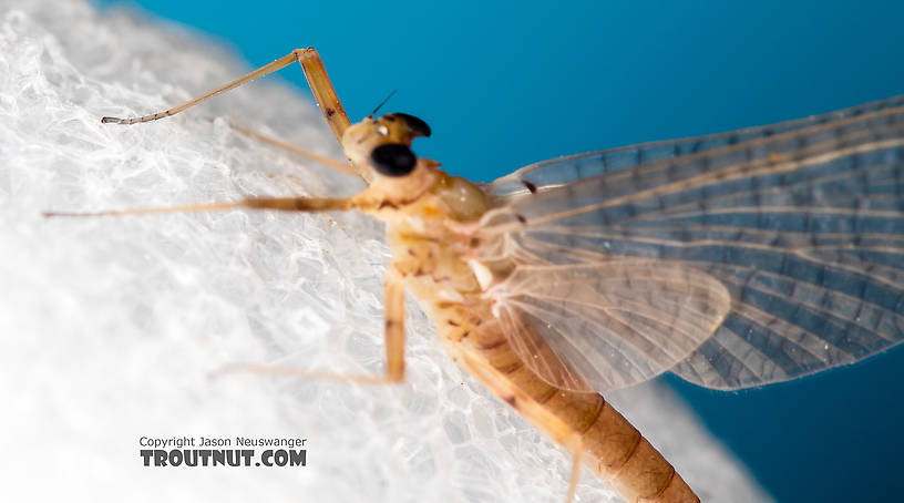 Female Epeorus albertae (Pink Lady) Mayfly Dun from the North Fork Stillaguamish River in Washington