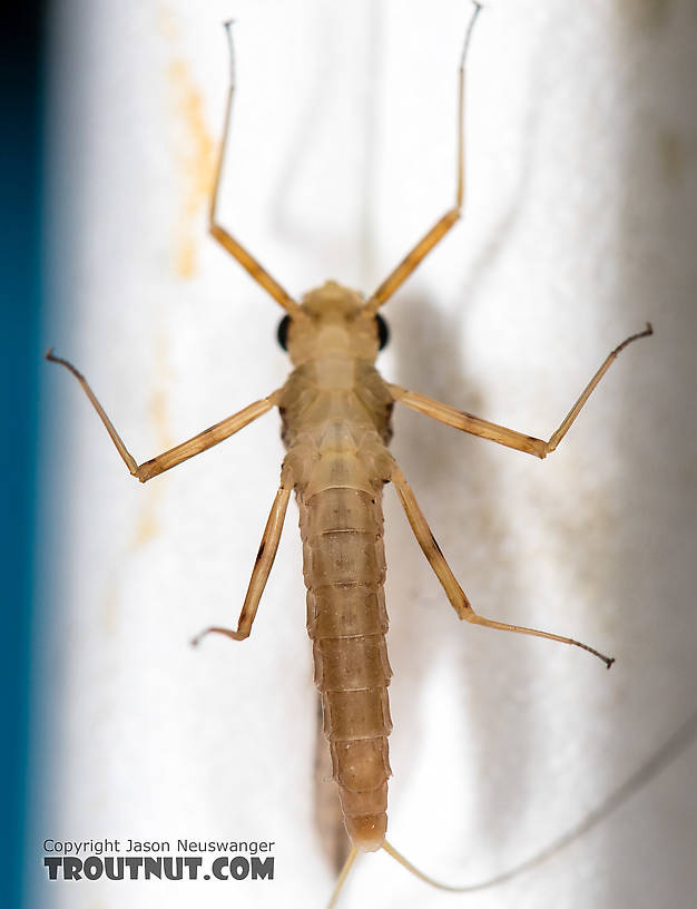 Female Epeorus albertae (Pink Lady) Mayfly Dun from the North Fork Stillaguamish River in Washington