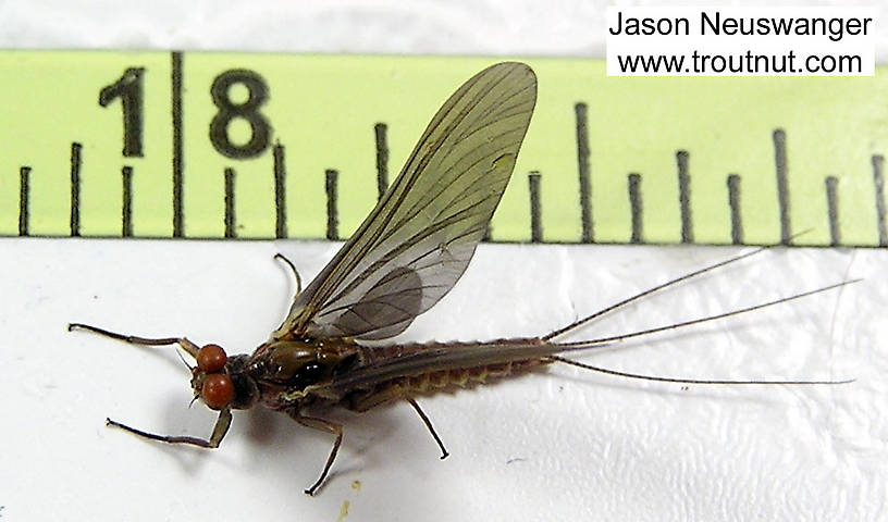 Male Ephemerella subvaria (Hendrickson) Mayfly Dun from the Namekagon River in Wisconsin