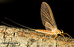 Female Epeorus albertae (Pink Lady) Mayfly Dun