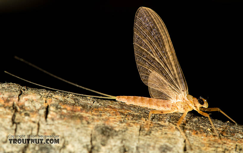 Female Epeorus albertae (Pink Lady) Mayfly Dun from the North Fork Stillaguamish River in Washington