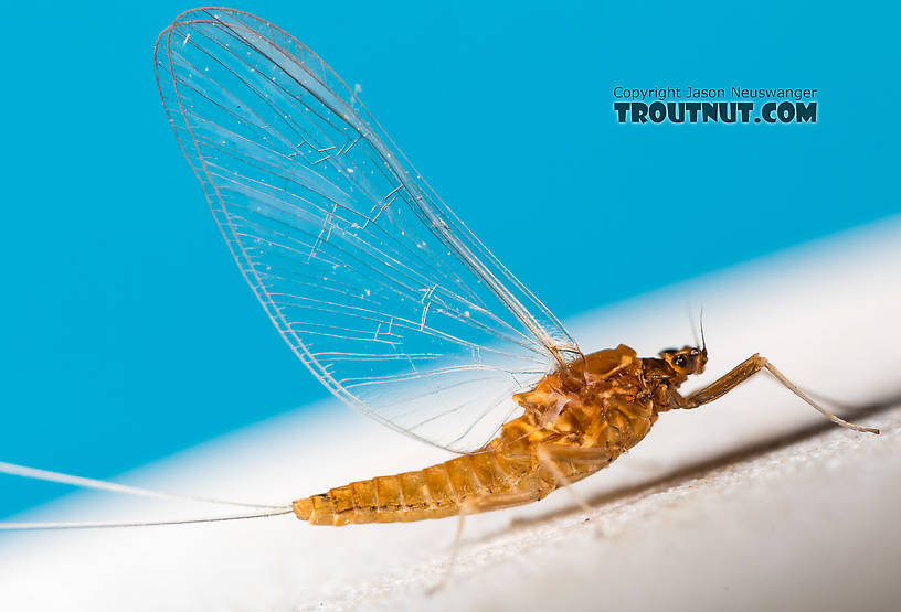 Female Acentrella turbida (Tiny Blue-Winged Olive) Mayfly Spinner from the Middle Fork Snoqualmie River in Washington