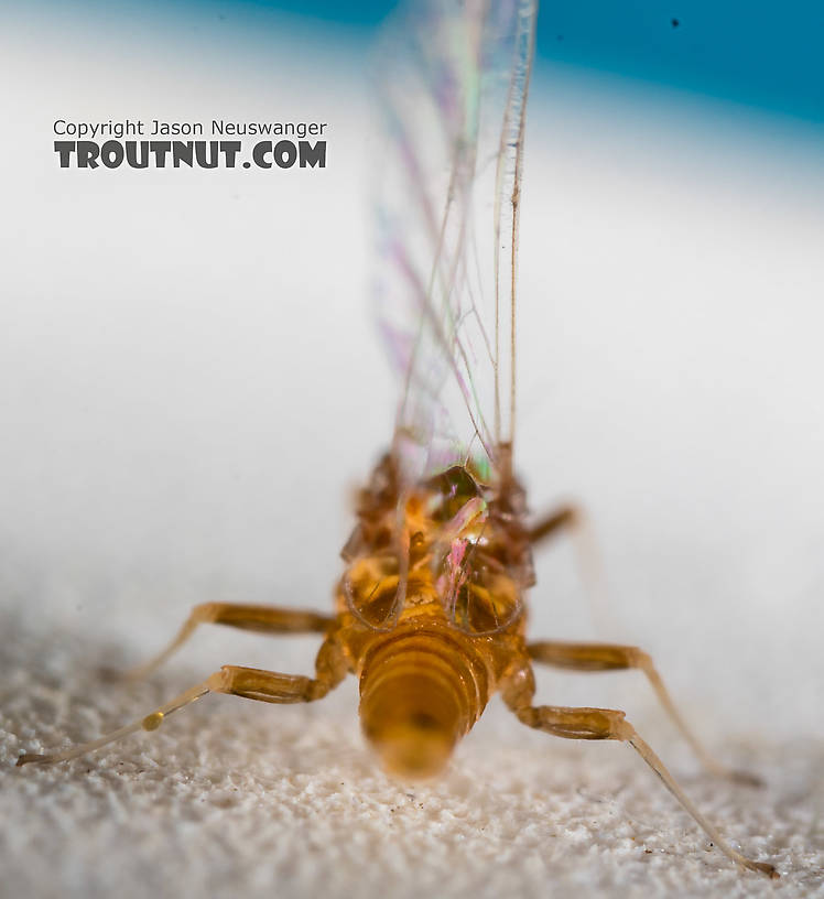 Female Acentrella turbida (Tiny Blue-Winged Olive) Mayfly Spinner from the Middle Fork Snoqualmie River in Washington