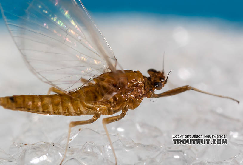 Female Acentrella turbida (Tiny Blue-Winged Olive) Mayfly Spinner from the Middle Fork Snoqualmie River in Washington