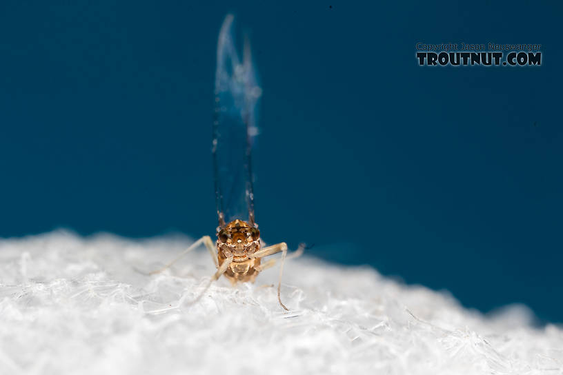 Female Acentrella turbida (Tiny Blue-Winged Olive) Mayfly Spinner from the Middle Fork Snoqualmie River in Washington