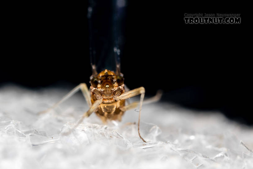 Female Acentrella turbida (Tiny Blue-Winged Olive) Mayfly Spinner from the Middle Fork Snoqualmie River in Washington