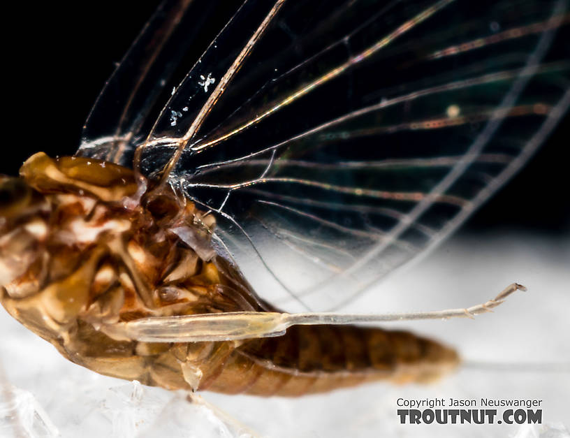 Female Acentrella turbida (Tiny Blue-Winged Olive) Mayfly Spinner from the Middle Fork Snoqualmie River in Washington