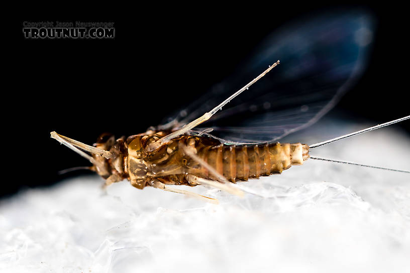 Female Acentrella turbida (Tiny Blue-Winged Olive) Mayfly Spinner from the Middle Fork Snoqualmie River in Washington