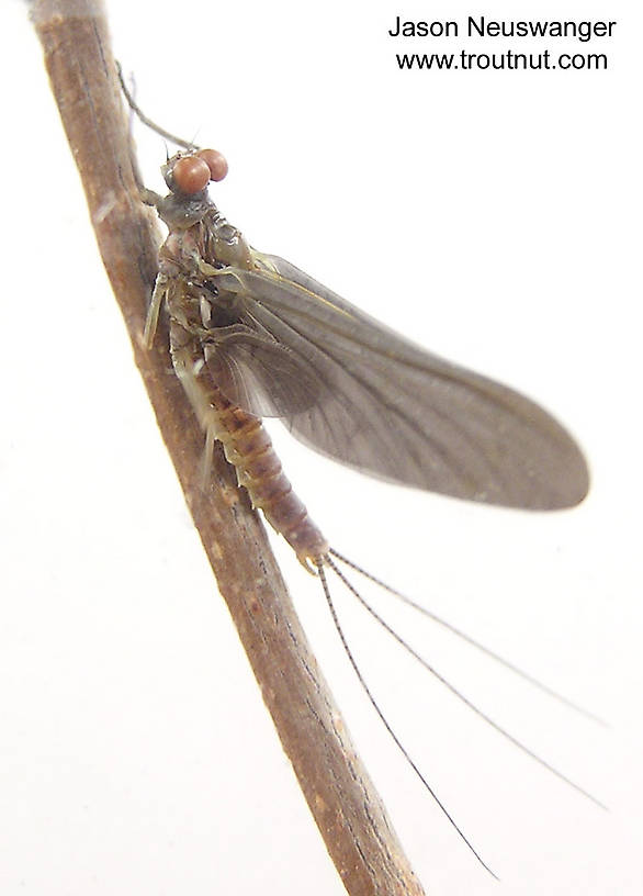 Male Ephemerella subvaria (Hendrickson) Mayfly Dun from the Namekagon River in Wisconsin