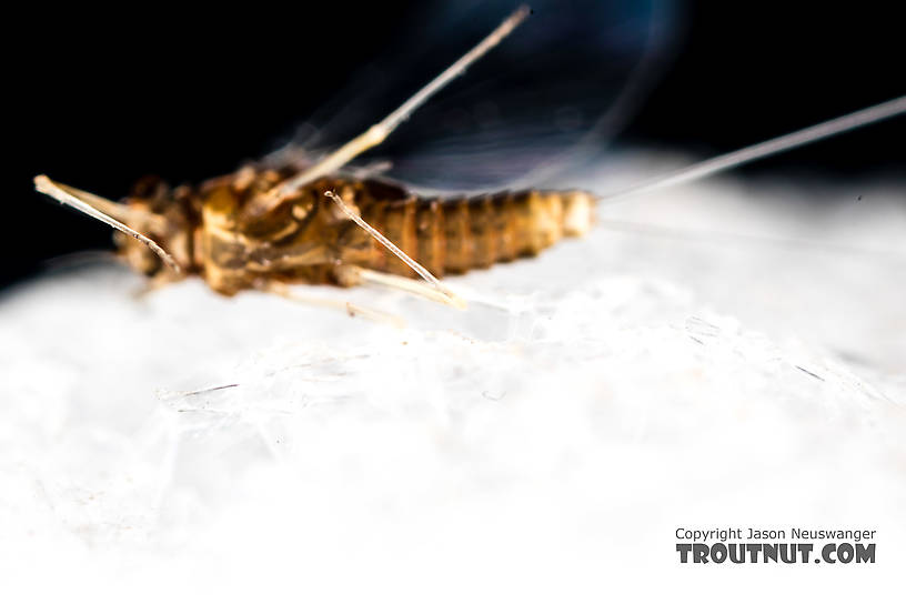 Female Acentrella turbida (Tiny Blue-Winged Olive) Mayfly Spinner from the Middle Fork Snoqualmie River in Washington