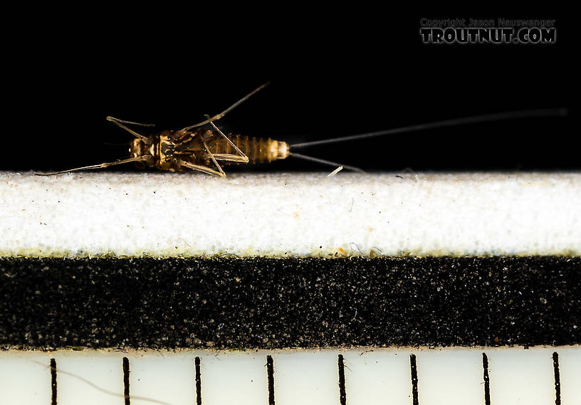 Each tick mark is 1/16 inch  Female Acentrella turbida (Tiny Blue-Winged Olive) Mayfly Spinner from the Middle Fork Snoqualmie River in Washington