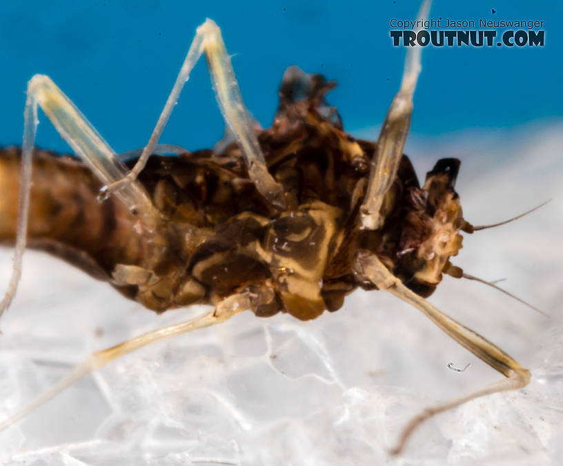 Female Acentrella turbida (Tiny Blue-Winged Olive) Mayfly Spinner from the Middle Fork Snoqualmie River in Washington