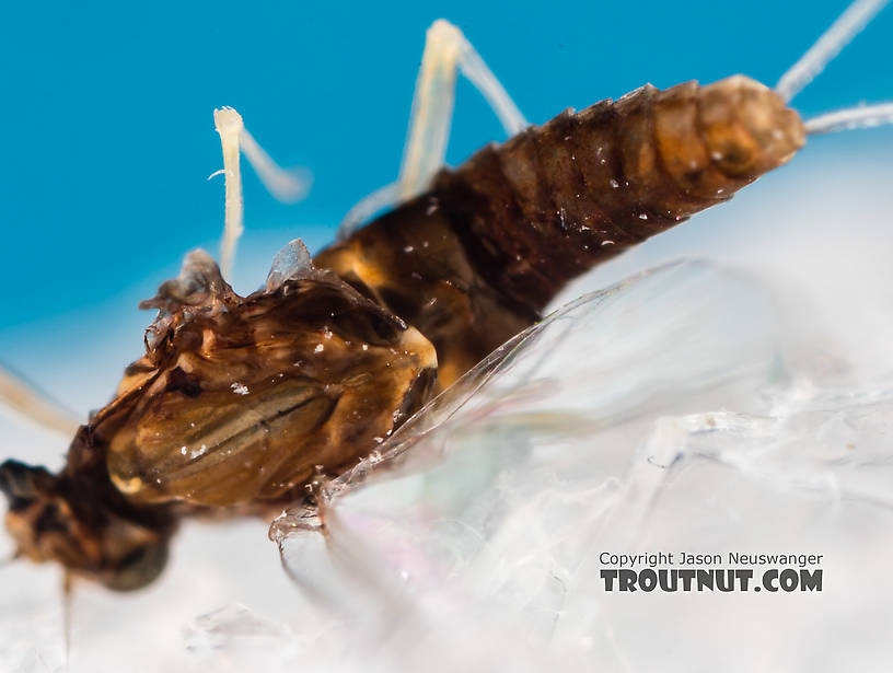 Female Acentrella turbida (Tiny Blue-Winged Olive) Mayfly Spinner from the Middle Fork Snoqualmie River in Washington