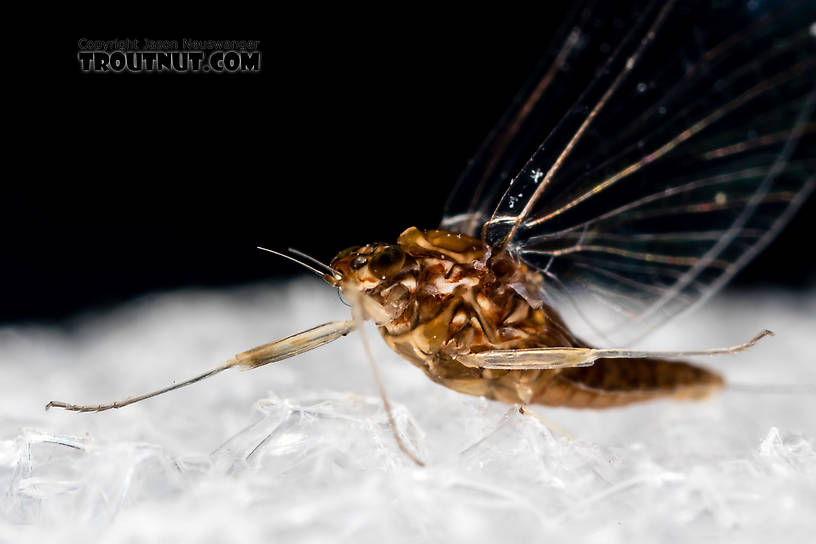 Female Acentrella turbida (Tiny Blue-Winged Olive) Mayfly Spinner from the Middle Fork Snoqualmie River in Washington