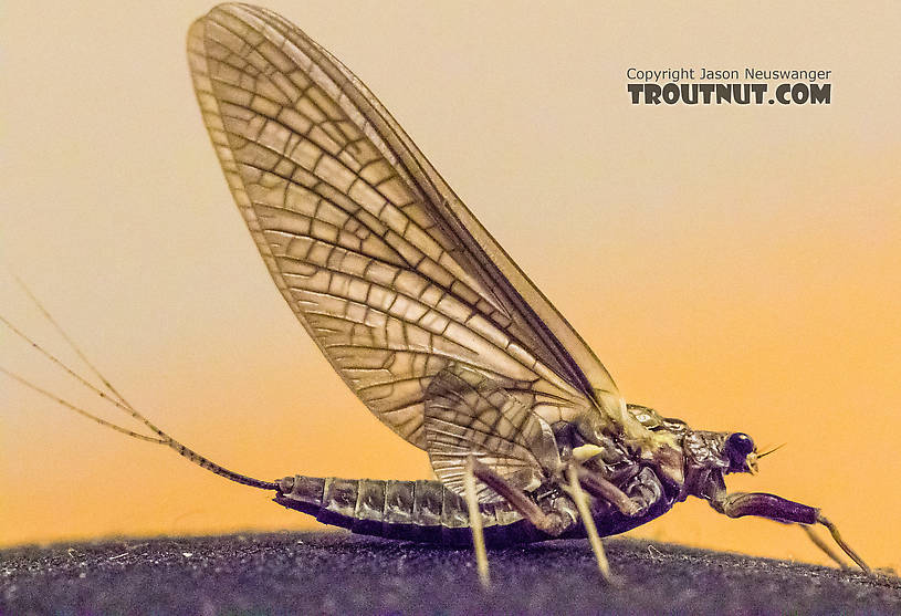 Female Drunella grandis (Western Green Drake) Mayfly Dun from the American River in Washington