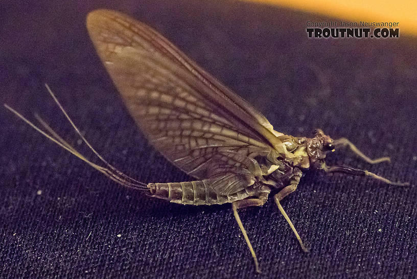 Female Drunella grandis (Western Green Drake) Mayfly Dun from the American River in Washington