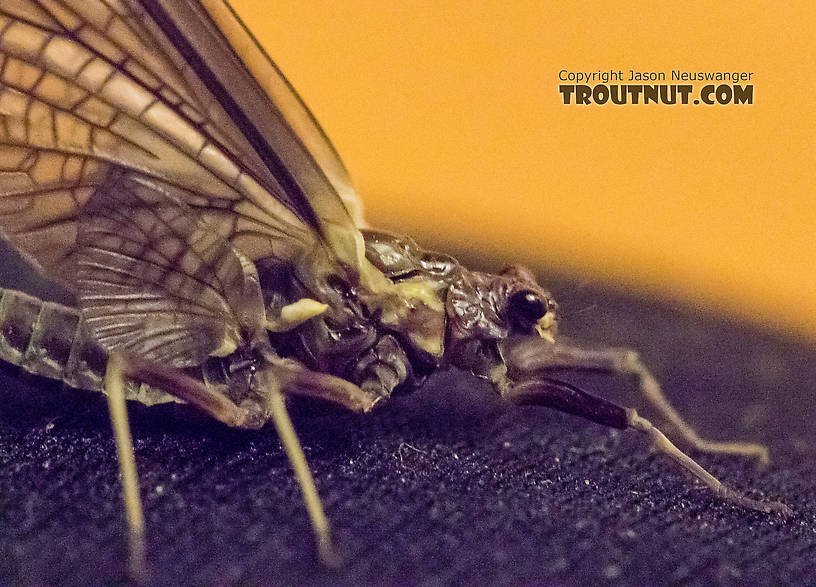 Female Drunella grandis (Western Green Drake) Mayfly Dun from the American River in Washington