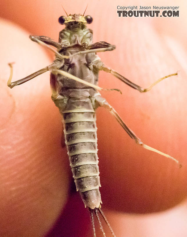 Female Drunella grandis (Western Green Drake) Mayfly Dun from the American River in Washington