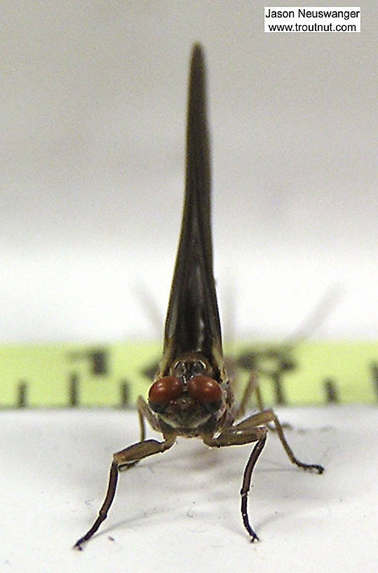 Male Ephemerella subvaria (Hendrickson) Mayfly Dun from the Namekagon River in Wisconsin