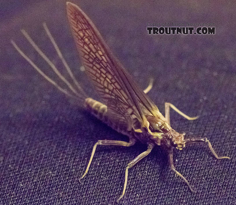 Female Drunella grandis (Western Green Drake) Mayfly Dun from the American River in Washington