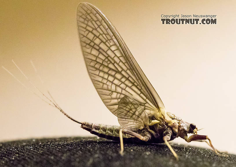 Female Drunella grandis (Western Green Drake) Mayfly Dun from the American River in Washington