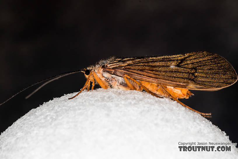 Female Dicosmoecus gilvipes (October Caddis) Caddisfly Adult from the South Fork Snoqualmie River in Washington