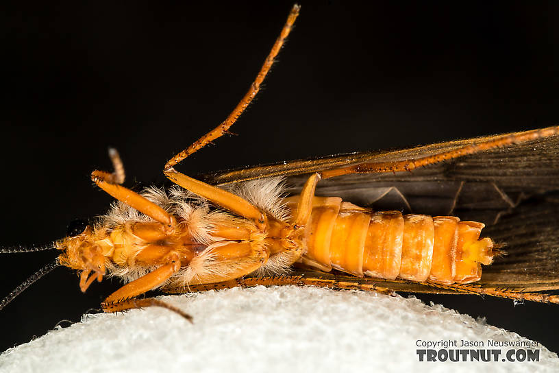 Female Dicosmoecus gilvipes (October Caddis) Caddisfly Adult from the South Fork Snoqualmie River in Washington