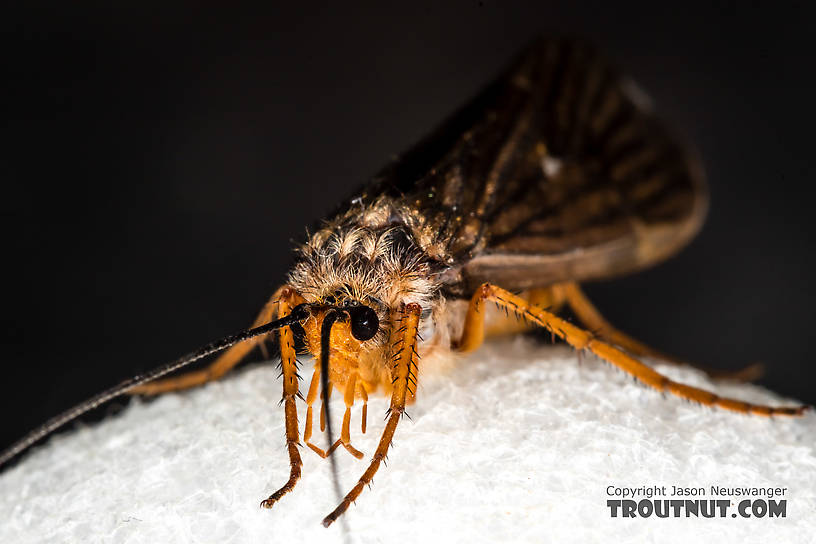 Female Dicosmoecus gilvipes (October Caddis) Caddisfly Adult from the South Fork Snoqualmie River in Washington