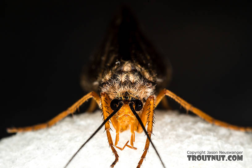 Female Dicosmoecus gilvipes (October Caddis) Caddisfly Adult from the South Fork Snoqualmie River in Washington