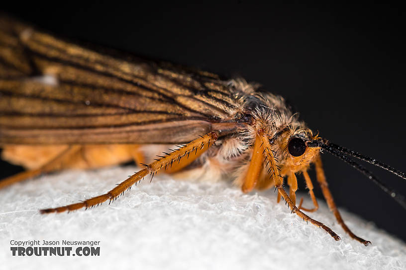 Female Dicosmoecus gilvipes (October Caddis) Caddisfly Adult from the South Fork Snoqualmie River in Washington