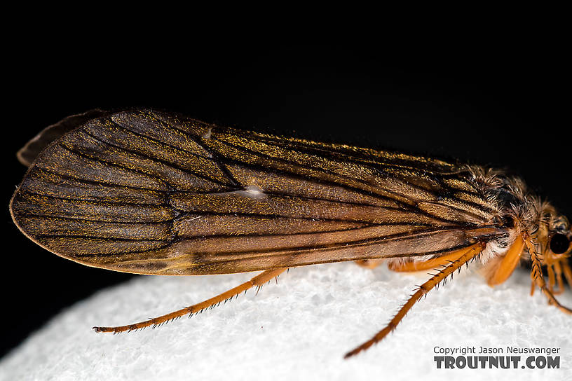 Female Dicosmoecus gilvipes (October Caddis) Caddisfly Adult from the South Fork Snoqualmie River in Washington