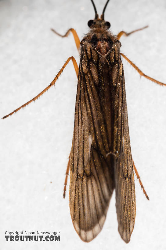 Female Dicosmoecus gilvipes (October Caddis) Caddisfly Adult from the South Fork Snoqualmie River in Washington