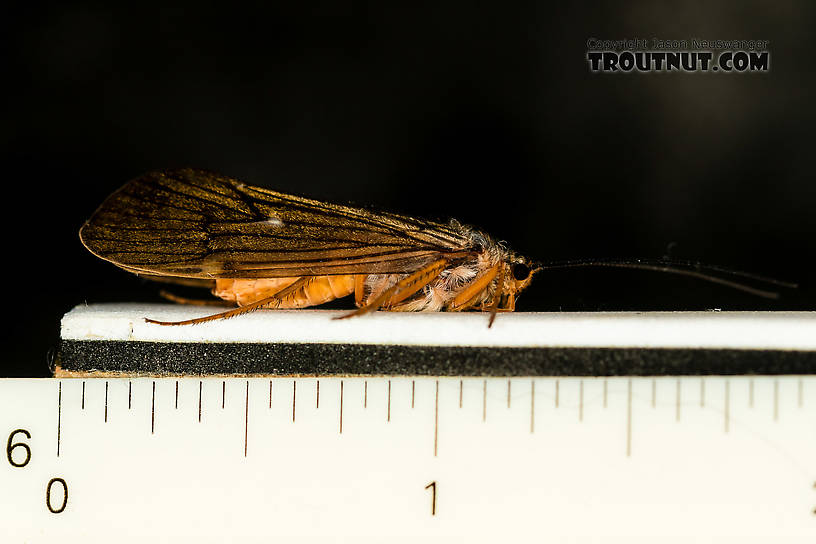 Female Dicosmoecus gilvipes (October Caddis) Caddisfly Adult from the South Fork Snoqualmie River in Washington