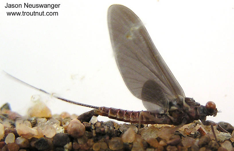 Male Ephemerella subvaria (Hendrickson) Mayfly Dun from the Namekagon River in Wisconsin