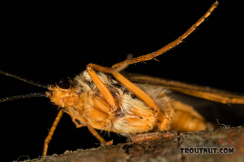 Female Dicosmoecus gilvipes (October Caddis) Caddisfly Adult from the South Fork Snoqualmie River in Washington