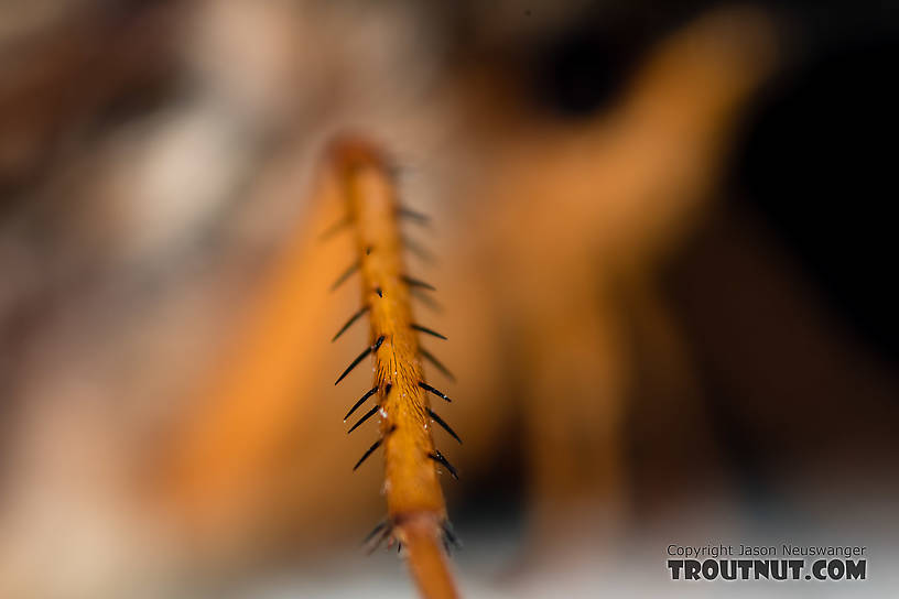 Female Dicosmoecus gilvipes (October Caddis) Caddisfly Adult from the South Fork Snoqualmie River in Washington