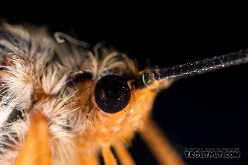 Female Dicosmoecus gilvipes (October Caddis) Caddisfly Adult from the South Fork Snoqualmie River in Washington