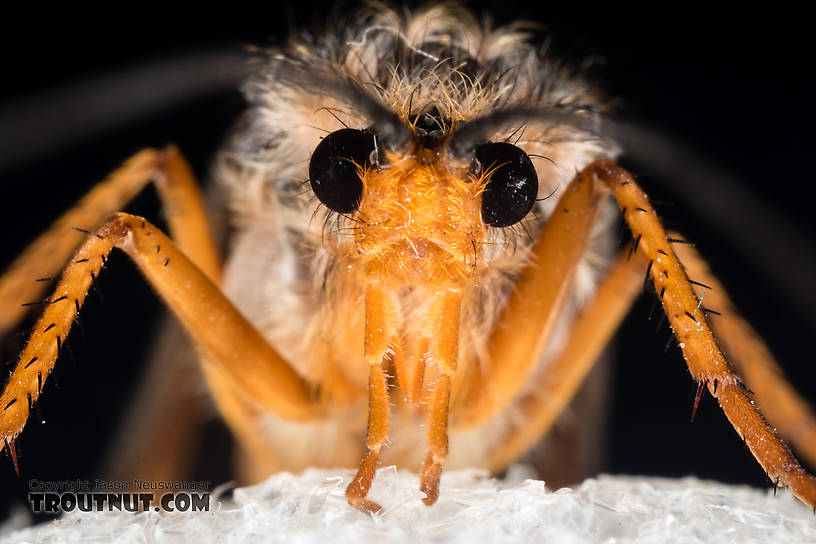 Female Dicosmoecus gilvipes (October Caddis) Caddisfly Adult from the South Fork Snoqualmie River in Washington